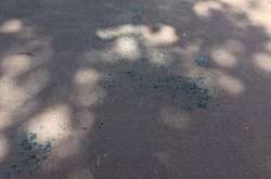 В Одессе напали на судью и облили зеленкой