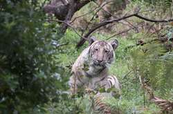 Фотограф сделал снимок редчайшего «бледного» тигра c близкого расстояния