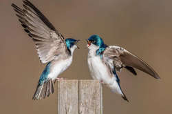 Птичье царство: опубликованы лучшие снимки конкурса Audubon Photography Awards 2017  