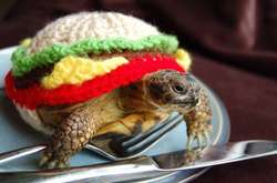 Необычное хобби: американка вяжет забавные костюмы для черепах