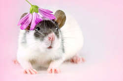 Фотографии домашних крыс, доказывающие, что они настоящие милахи