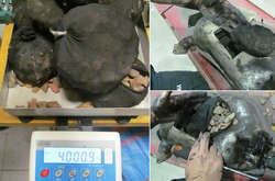 Польські митники вилучили в українця рекордну партію бурштину