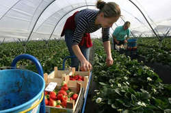 Минулого року заробітчани перерахували в Україну понад $5 млрд 