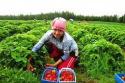 Мінсільгосп Чехії пропонує працевлаштовувати українців за спрощеною процедурою