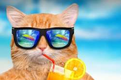 Охладитесь изнутри: что есть и пить в жаркие дни