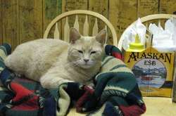 На Аляске умер кот Стаббс, бывший мэром города 20 лет