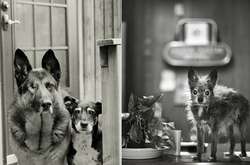 Старые собаки Америки: 20 душевных снимков песиков преклонного возраста