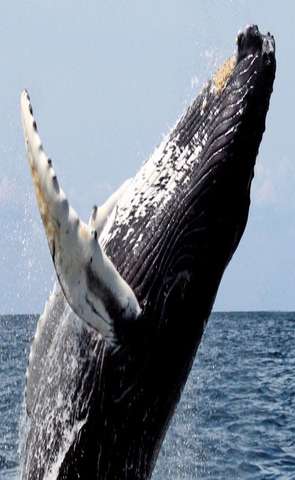 40 тонн грации и прыти: впервые сняли на видео, как горбатый кит полностью выпрыгивает из воды