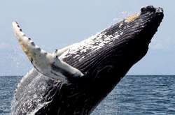 40 тонн грации и прыти: впервые сняли на видео, как горбатый кит полностью выпрыгивает из воды