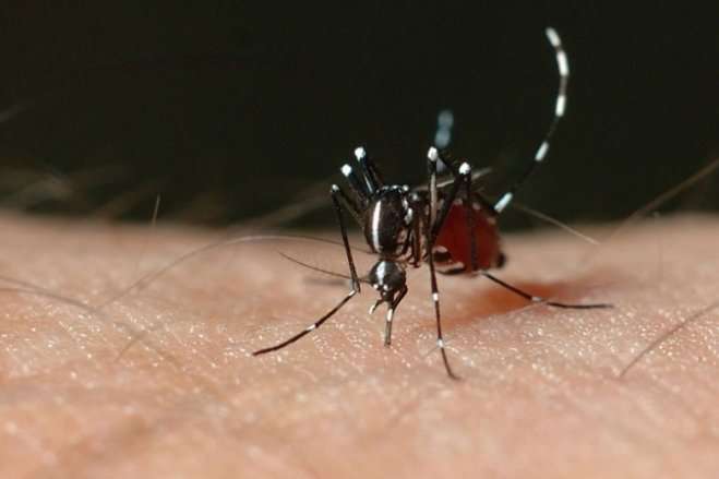 На Шрі-Ланці від лихоманки денге померли близько 300 людей 