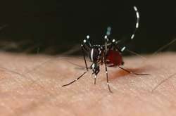 На Шрі-Ланці від лихоманки денге померли близько 300 людей 