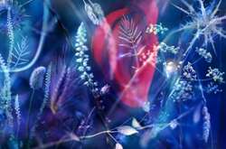 Удивительный мир макросъёмки: cнимки, так похожие на сюрреалистические картины