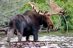 В Украине резко повысили штрафы для браконьеров