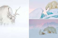 «Призраки Арктики»: белые медведи, северные олени и потрясающие пейзажи полярного архипелага