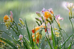 Сьогодні в Україні – дощі та спека