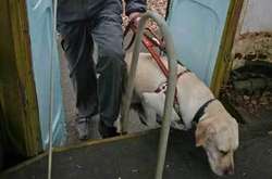 Соцсеть взволновала новость об отравлении собаки-поводыря в Киеве