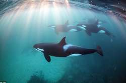 Фридайвинг с косатками: бесстрашный фотограф в окружении кровожадных хищников 