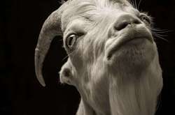 Удивительные портреты коз в фотопроекте Кевина Хоран 