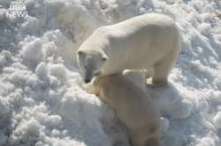 Появилось забавное видео с медведями, которые радуются грузовику снега