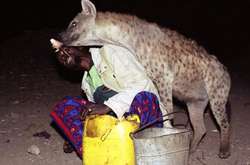 Друзья врагам: люди, которые не боятся гиен и кормят их с рук