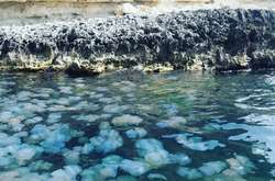 В Крыму отдыхающих отпугали полчища медуз