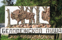 Суд ЄС тимчасово заборонив Польщі рубати ліс у Біловезькій пущі