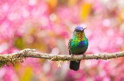 Яркие, как горстка самоцветов: фотографии самых красивых видов колибри 