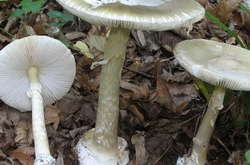 На Волыни два человека смертельно отравились грибами 