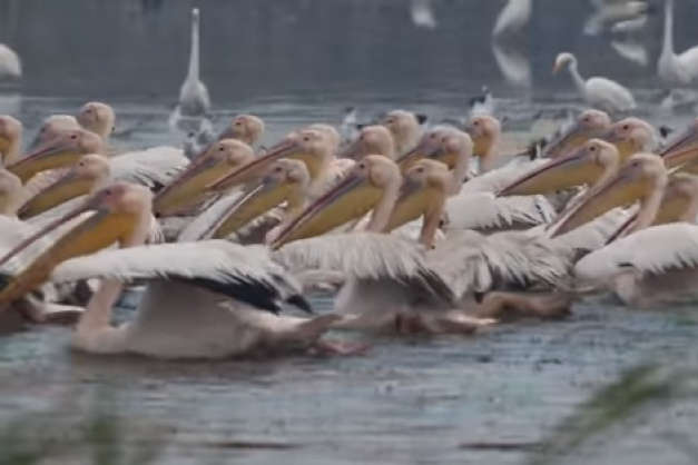 На Одещині помітили велику зграю рожевих пеліканів 