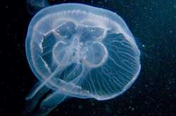 Новый деликатес: ученые придумали, как сделать чипсы из медуз