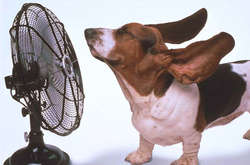 Завтра українці відчують спеку до +37 градусів