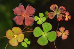 Оголосили переможців конкурсу садової фотографії International Garden Photographer