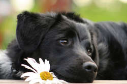 Порошенко підписав закон про посилення покарання за знущання над тваринами