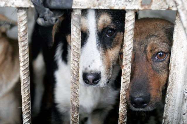 В Україні набув чинності закон про посилення покарання за знущання з тварин