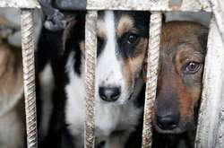 В Україні набув чинності закон про посилення покарання за знущання з тварин