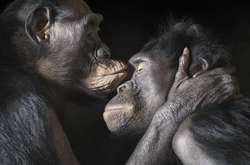 «Больше, чем человек»: невероятные портреты диких животных в фотографиях Тима Флэча