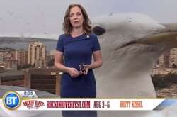 «Гигантская» чайка прервала прогноз погоды канадского телеканала