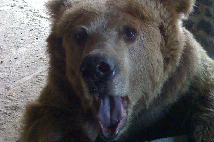 На Львовщине спасли медведицу из передвижного цирка 