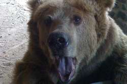 На Львовщине спасли медведицу из передвижного цирка 