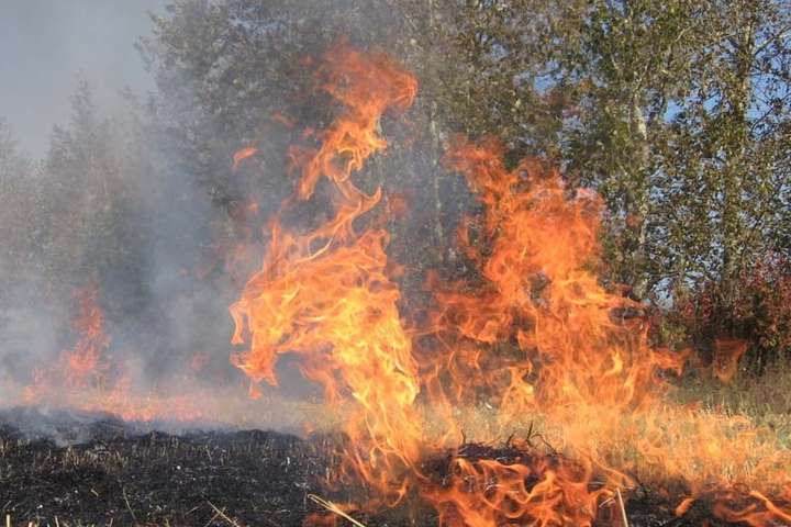 На Херсонщині загорівся ліс