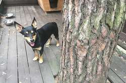 Відомого українського співака покусав пес: вакцини проти сказу не знайшли