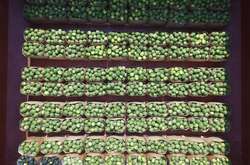 Кияни вже скуштували кавуни з баржі