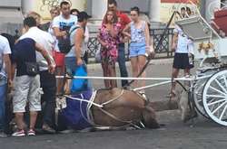 Поліція Одеси відкрила справу через жорстоке поводження з конем