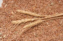 85 років закону про три колоски: сотні тисяч українців лишилися життя та волі