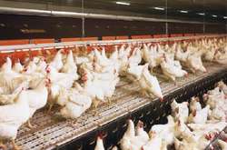 «Яєчний скандал»: у Бельгії закрили 51 птахофабрику