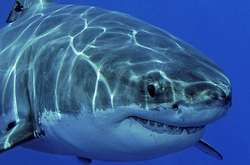 Украинец спас туристку от акулы в Египте