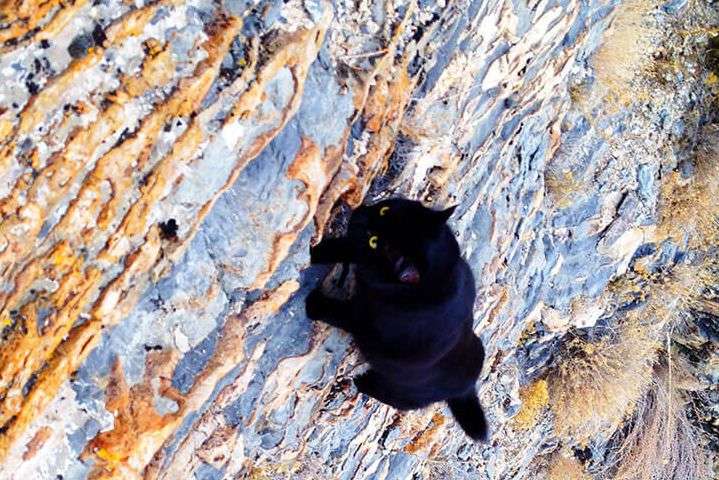 Покорила горы: фотографии кошки-альпинистки взорвали сеть