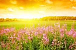 На південь повернеться спека, на решті території - помірно-тепла погода