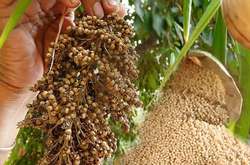 Євросоюз вводить мито на імпорт жита, кукурудзи та сорго