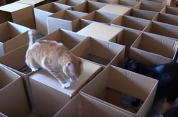 Интернет взорвало видео с лабиринтом-саморобкой для котов